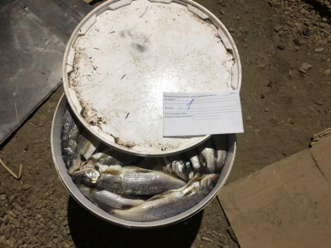 Полицейскими Сосногорска выявлен факт незаконной ловли рыбы на сумму свыше 1,2 миллионов рублей