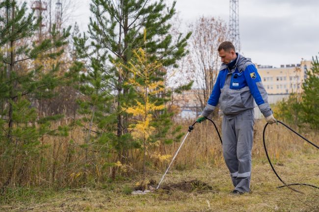 Работники «Газпром трансгаз Ухта» посадили лиственницы 