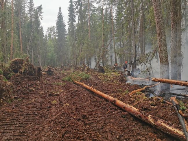 О ситуации с лесным пожаром возле Ухты. Пробы воздуха